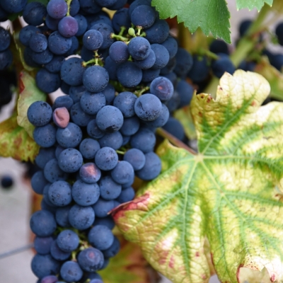Pinotin ANT 9459